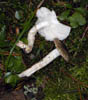 Hygrophorus fuscoalbus.